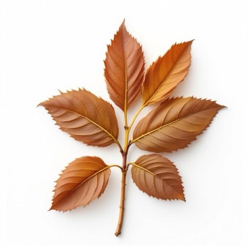 Hamamelis natural
