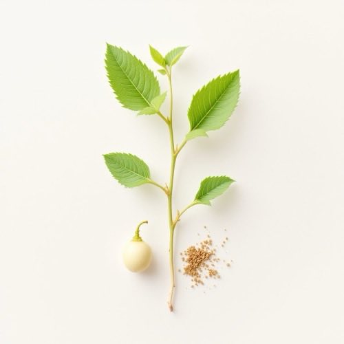 Motherwort (Leonurus cardiaca)