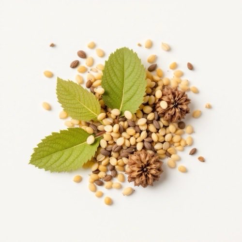 Valeriana
