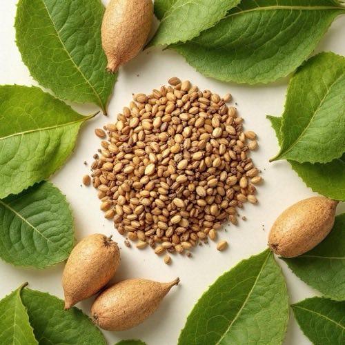 Katechiny jako antioxidanty