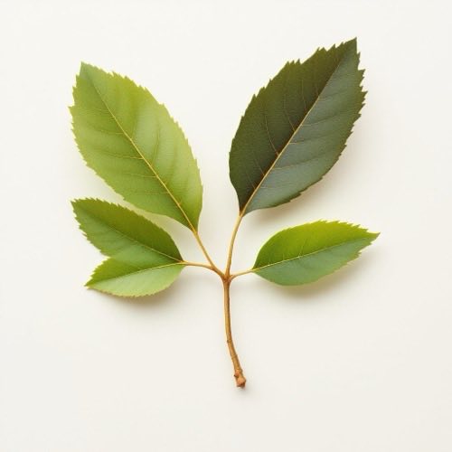 Ořešák královský (Juglans regia)