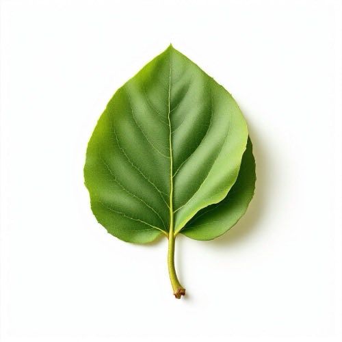 Plody cherimoya