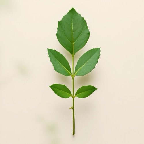 Beta-Hydroxybutyrat