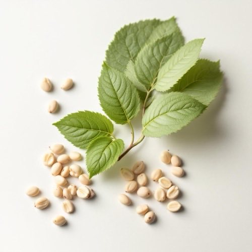 Boswellia serrata Baum mit Harz