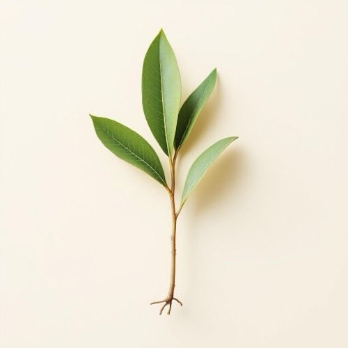 Olivenblätter mit Polyphenolen