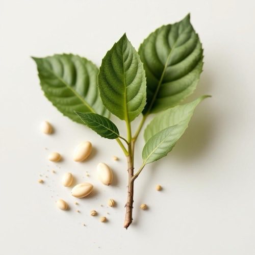 Vitamin A – Illustration
