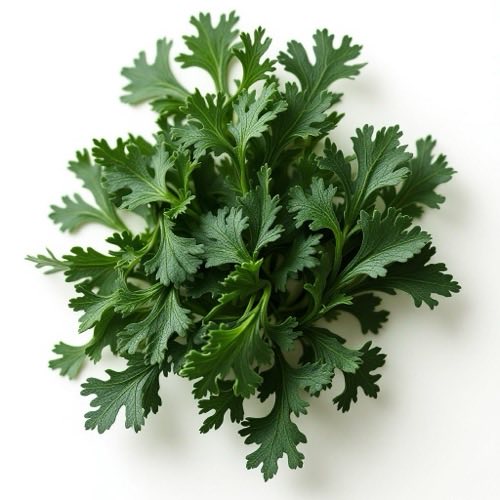 Wakame-Alge