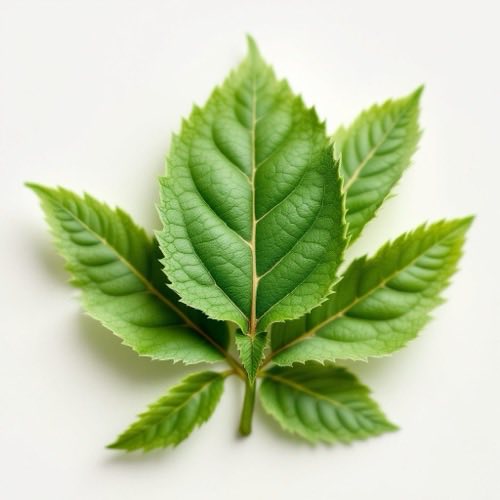 Palmetto ekstrakt