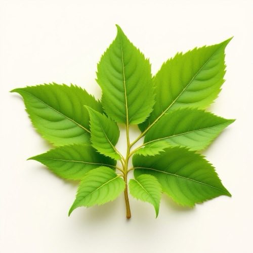 Corteza de Uncaria tomentosa