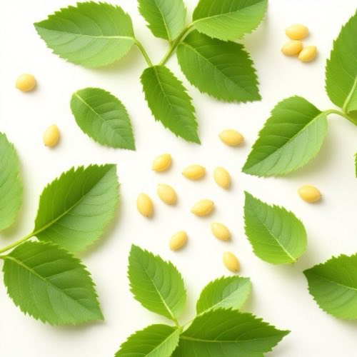 Hojas de Gymnema sylvestre