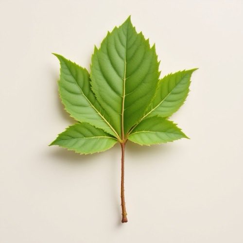 Ingrediente natural 1
