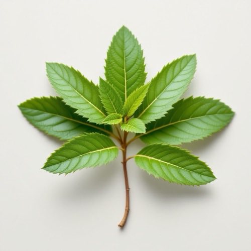 Mentol natural