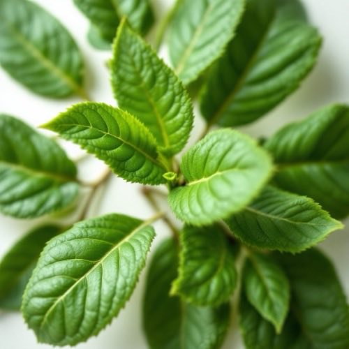 Ruscus aculeatus