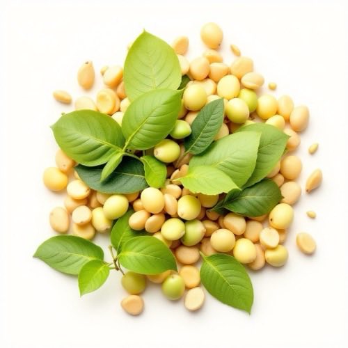 Extrait de gymnema sylvestre