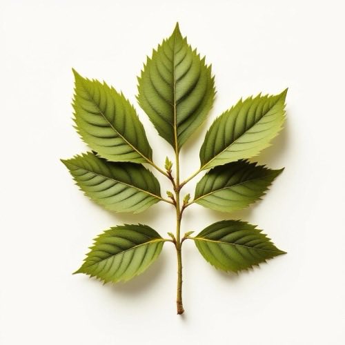 Feuilles de damiana