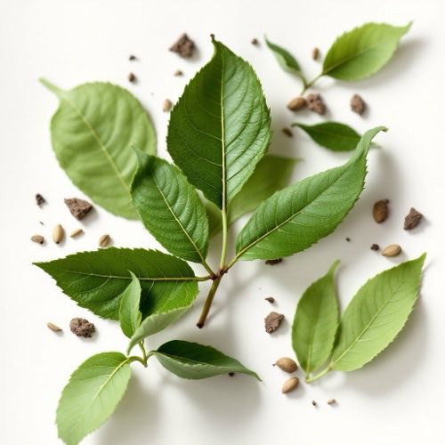 Feuilles de maté