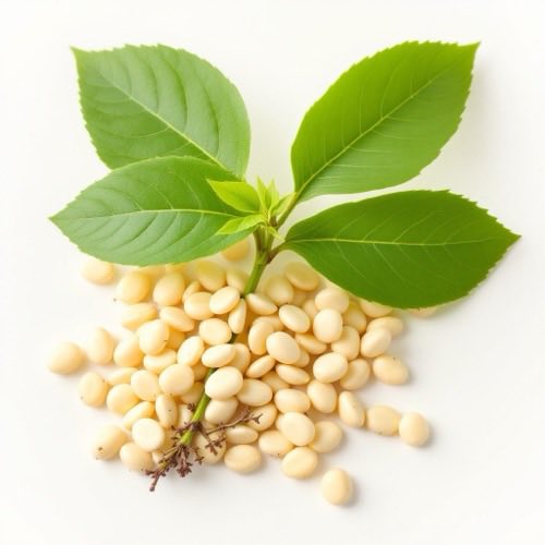 Gymnema sylvestre - plante