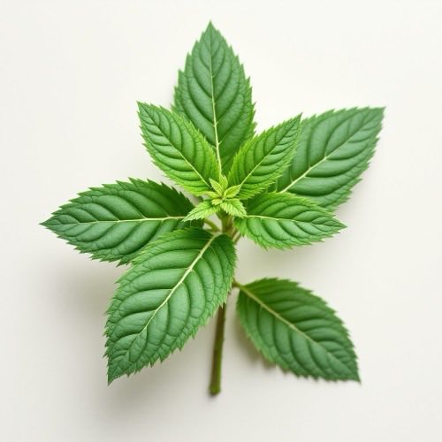 Menthol