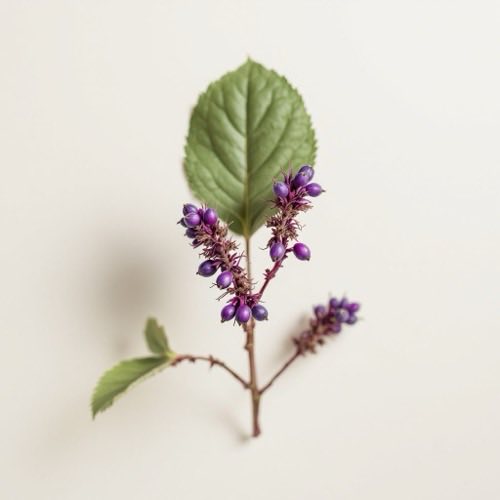 Myrtille