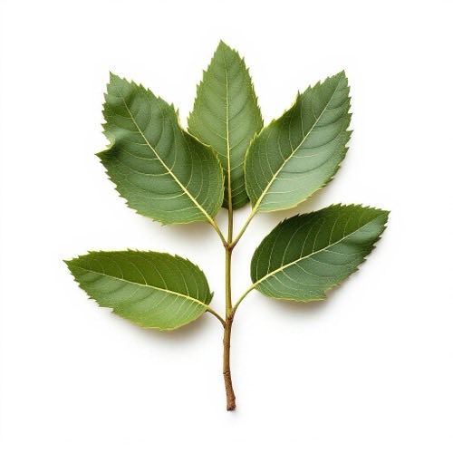 Noix de kola
