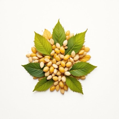 Πιπερίνη (Piperine)