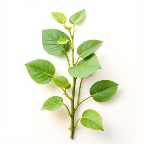 Εκχύλισμα Gymnema Sylvestre