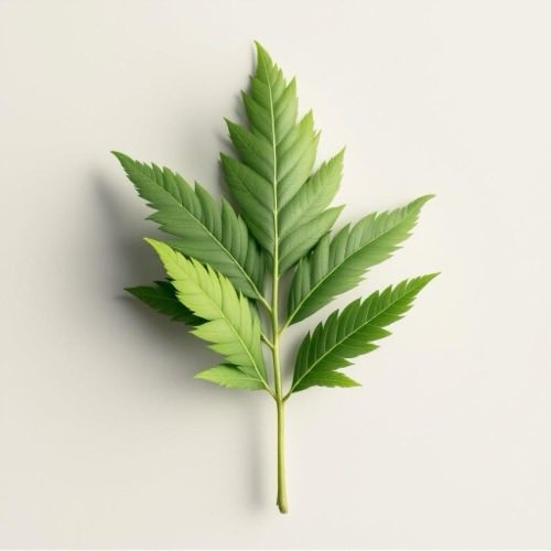 Εκχύλισμα Saw Palmetto