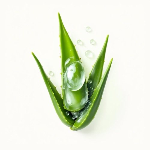 Aloe vera planta fresca con gel transparente