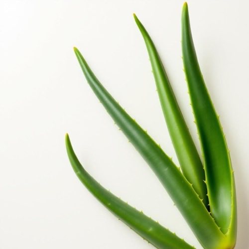 Aloe vera planta fresca
