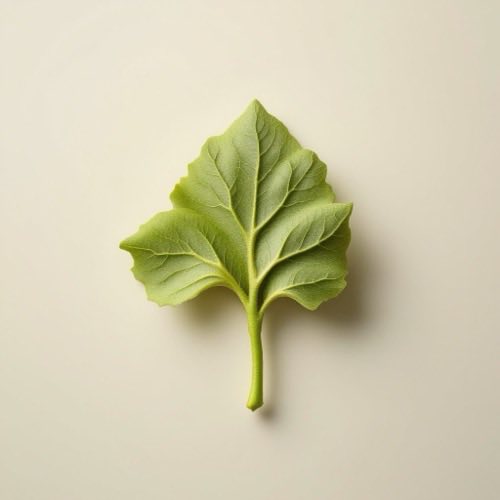 Extracto de Ginkgo Biloba