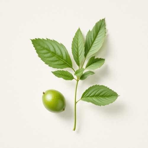 Pepino fresco