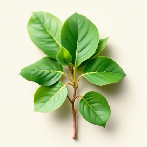 Ekstrakt Gymnema Sylvestre