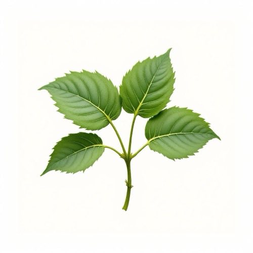 Ekstrakt hibiskusa
