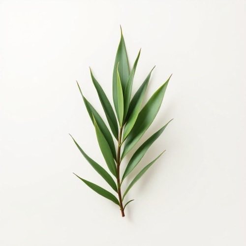 Ekstrakt sabal palme
