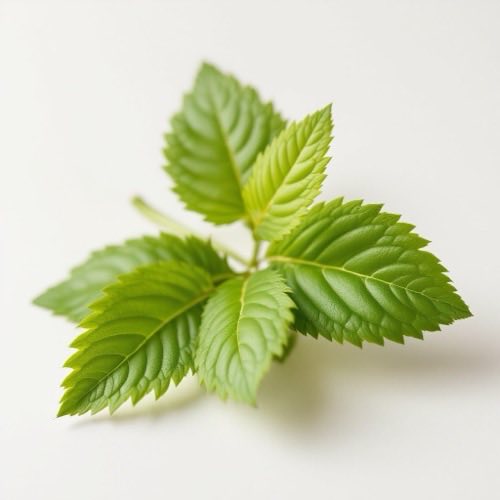 Kamilica (Matricaria chamomilla)