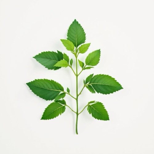 Korijen koprive, biljka Urtica dioica