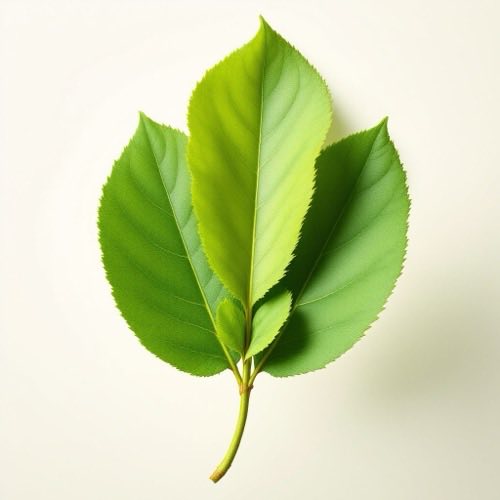 Vitamini B skupine