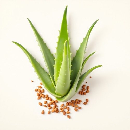 Aloe vera növény