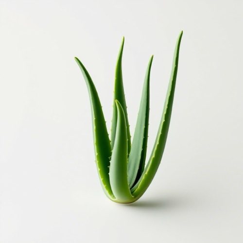 Ekstrak Aloe Vera alami