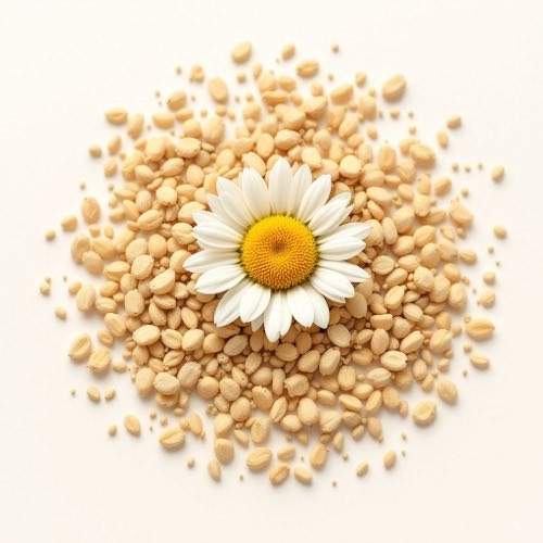 Ekstrak Chamomile alami
