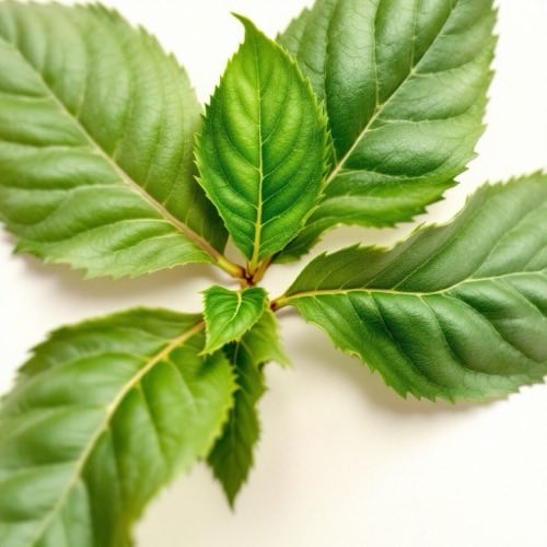 Ekstrak Daun Mulberry
