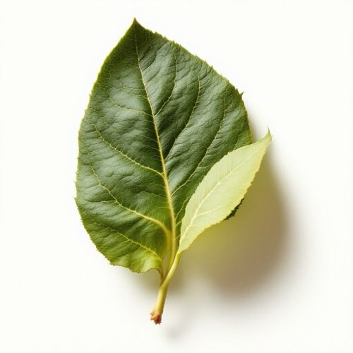 Ekstrak daun sirsak