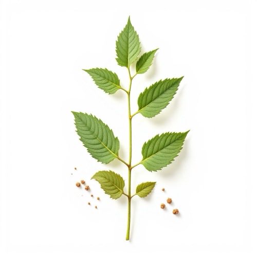 Ekstrak Motherwort