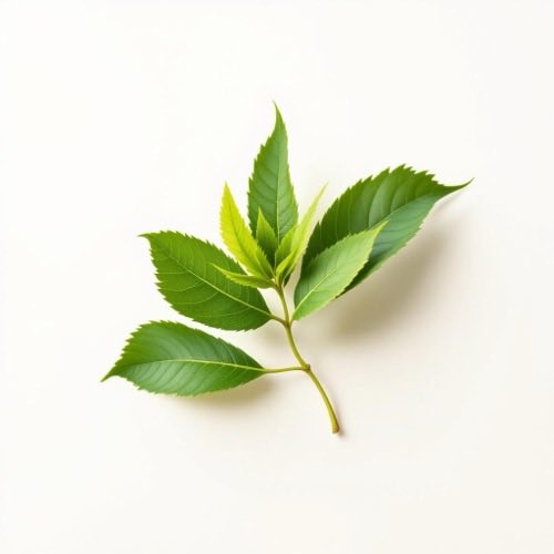 Natural oil extract ingredient