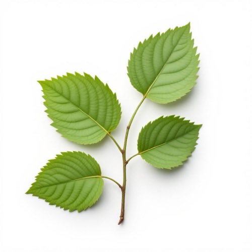 Agnocasto (Vitex agnus-castus)