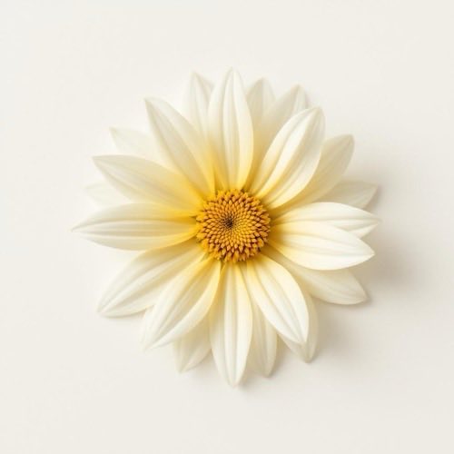 Arnica montana
