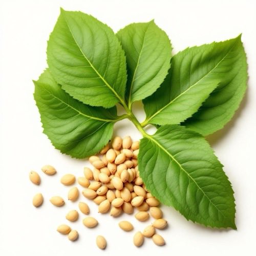Estratto di biancospino