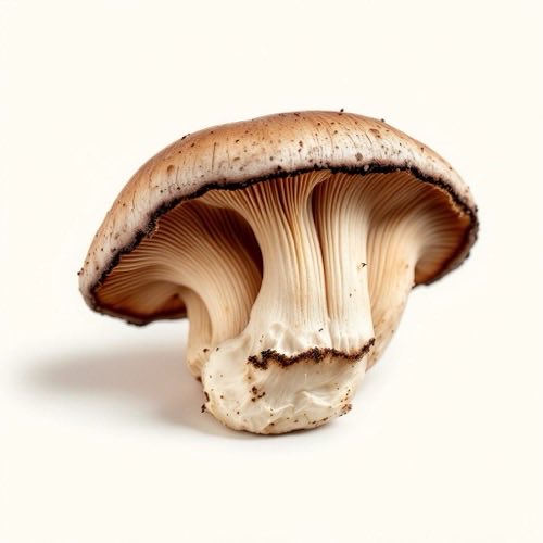 Fungo Shiitake