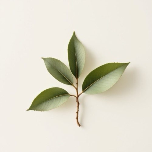 Griffonia simplicifolia