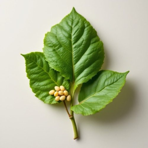 Ingredienti principali di Moleculart X Jar